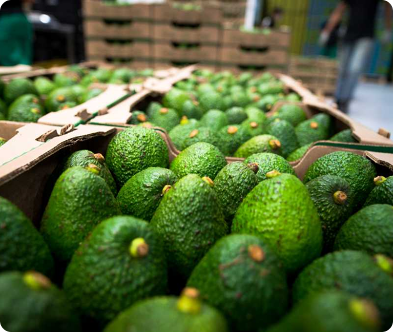 Nueva Alianza para Fortalecer la Exportación de Aguacate Hass en el Tolima